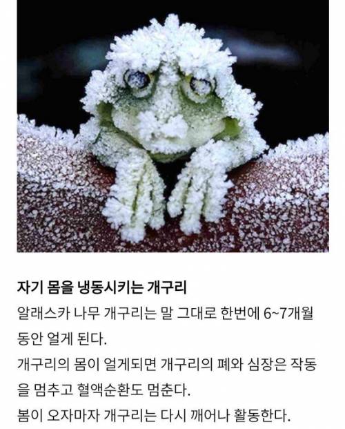 신기한 동물들의 능력과 몰랐던 사실들.jpg