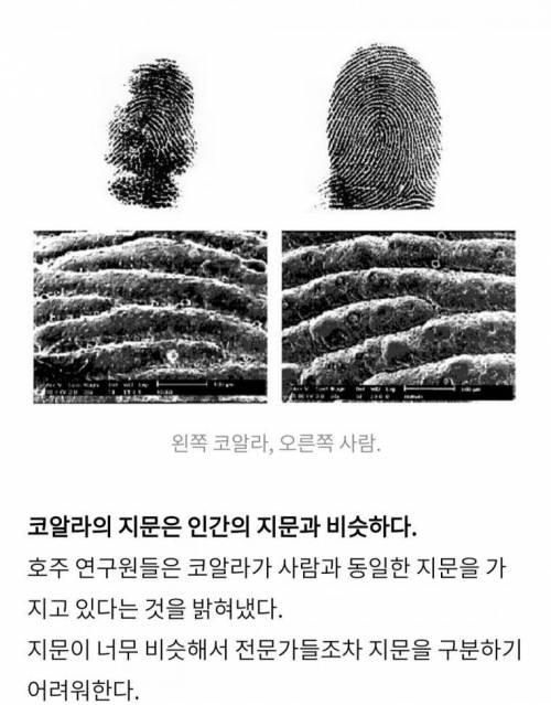 신기한 동물들의 능력과 몰랐던 사실들.jpg