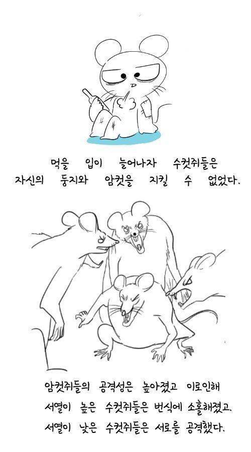 [스압] 60년전 쥐를 이용한 실험.jpg