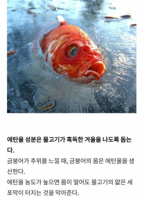 신기한 동물들의 능력과 몰랐던 사실들.jpg