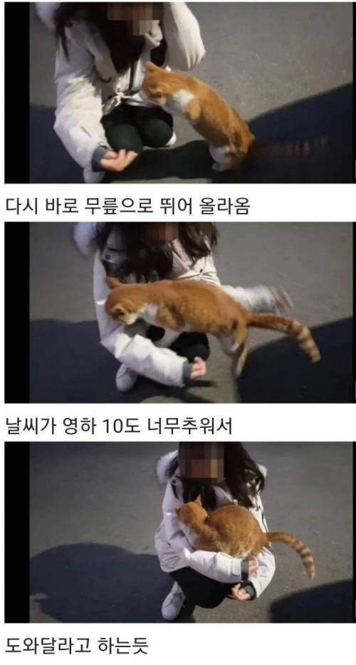 [스압] 영하 10도가 너무나도 추웠던 냥이 .jpg