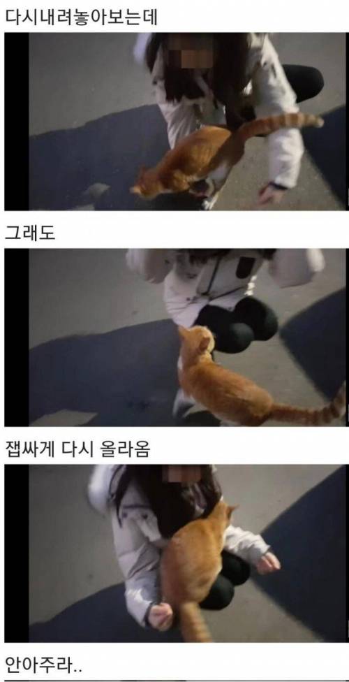 [스압] 영하 10도가 너무나도 추웠던 냥이 .jpg