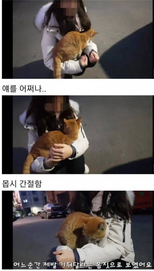 [스압] 영하 10도가 너무나도 추웠던 냥이 .jpg