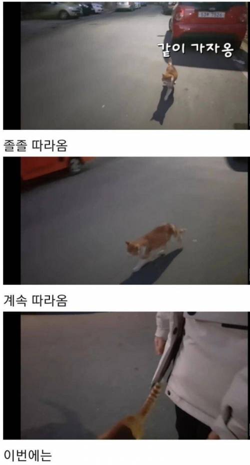 [스압] 영하 10도가 너무나도 추웠던 냥이 .jpg