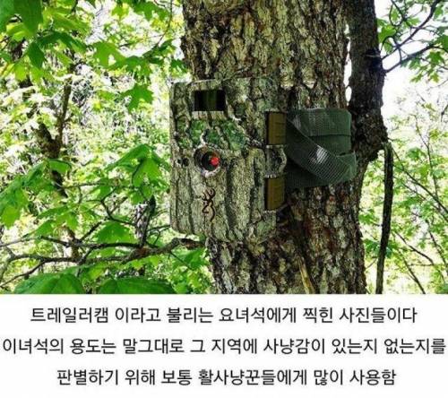 한밤중에 춤추는 사슴 사진이 찍히는 이유.jpg