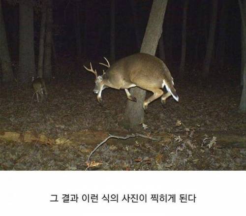 한밤중에 춤추는 사슴 사진이 찍히는 이유.jpg