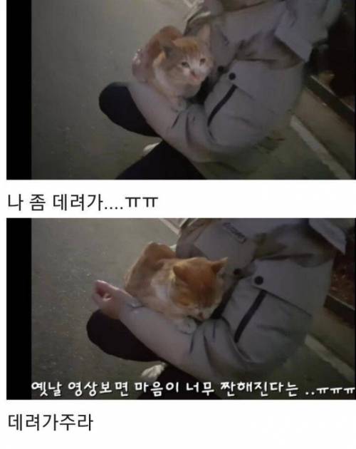 [스압] 영하 10도가 너무나도 추웠던 냥이 .jpg