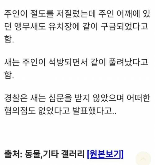 네덜란드에서 체포된 앵무새