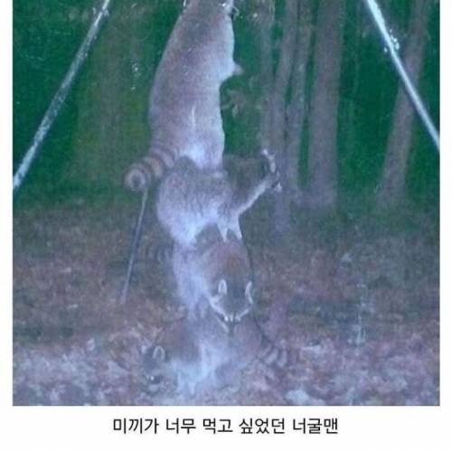 한밤중에 춤추는 사슴 사진이 찍히는 이유.jpg