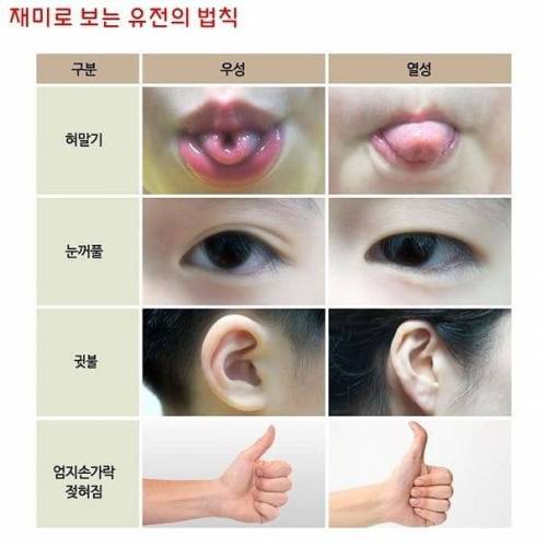 재미로 보는 유전의 법칙.jpg