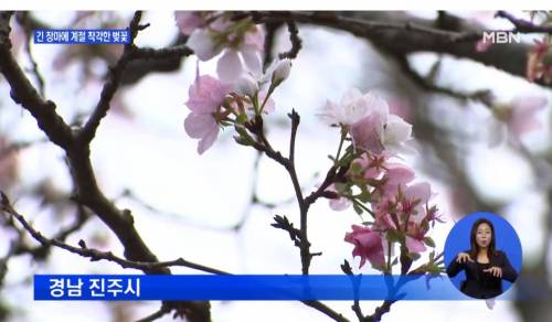 이상기온으로 인해 갑자기 벚꽃이 개화하기 시작.jpg