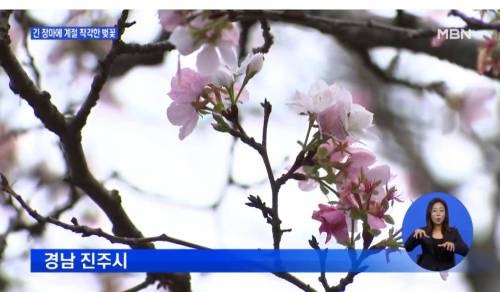 이상기온으로 인해 갑자기 벚꽃이 개화하기 시작.jpg