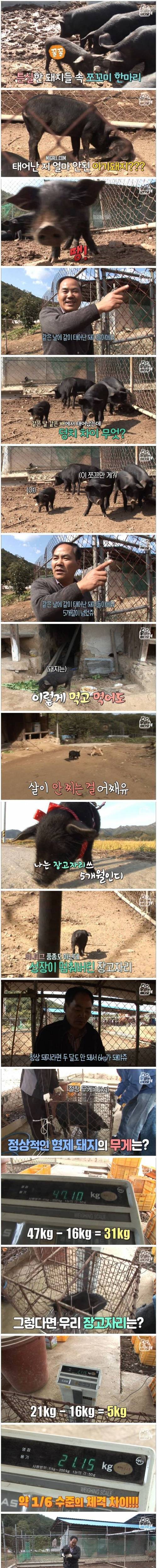 [스압] 살 안찌는 돼지.jpg