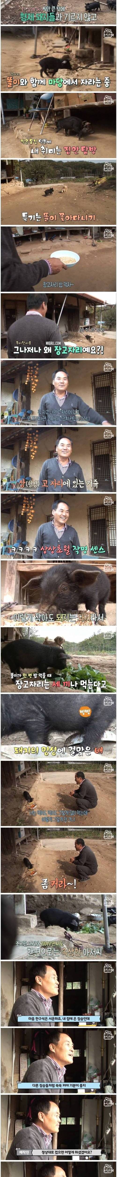 [스압] 살 안찌는 돼지.jpg