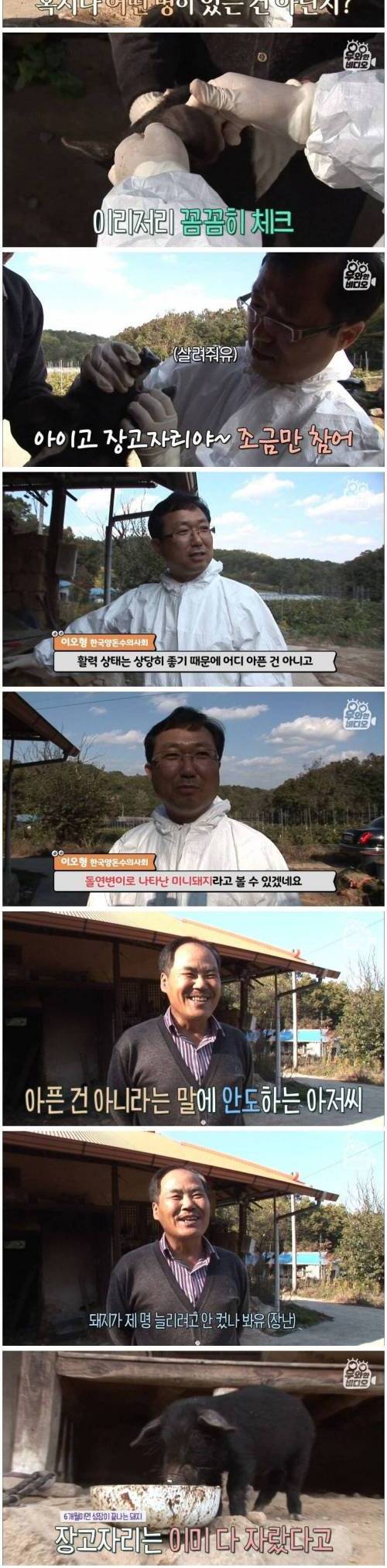 [스압] 살 안찌는 돼지.jpg