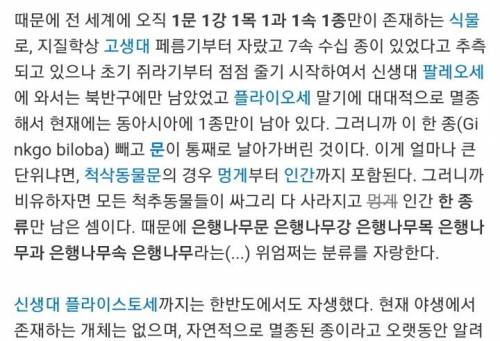 은행나무에 관한 신기한 사실.jpg