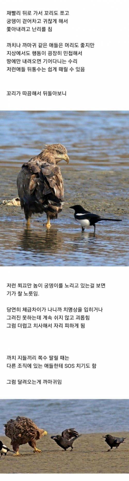 [스압] 조류계의 조폭.jpg