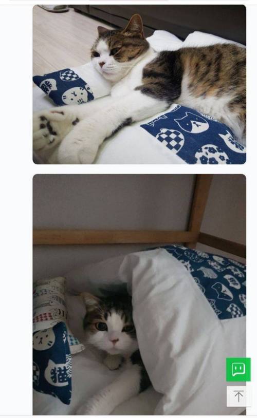 고양이 이불 구매후기.jpg