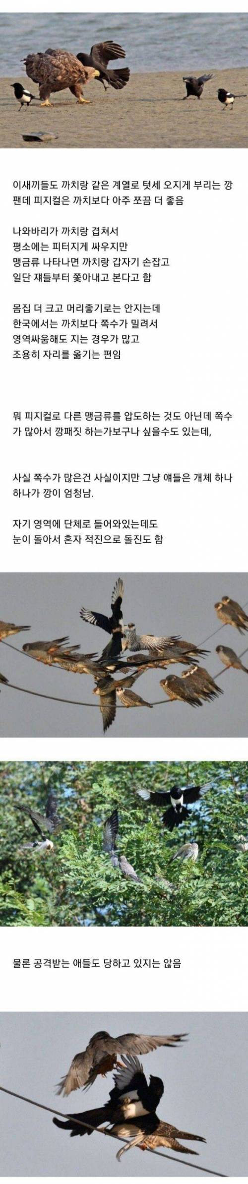 [스압] 조류계의 조폭.jpg