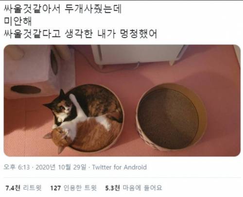 싸울 것 같아서 두 개 사줬는데