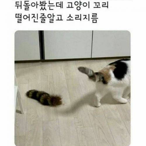 순간 심장이 내려 앉았던 냥집사.jpg