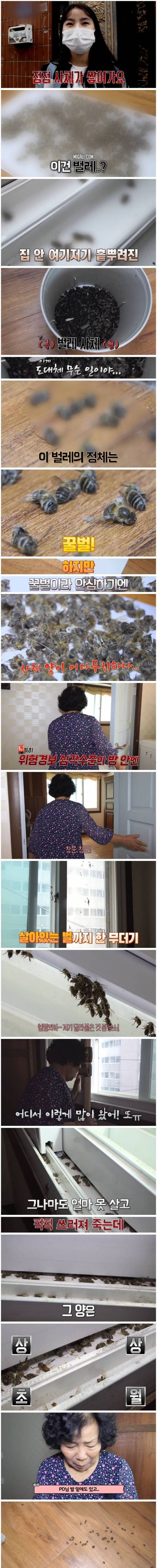 [스압] 꿀벌 사체가 매일 수백마리 발견되는 가정집.jpg