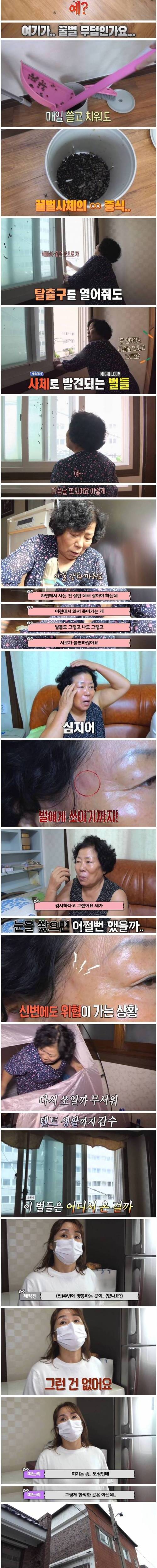 [스압] 꿀벌 사체가 매일 수백마리 발견되는 가정집.jpg