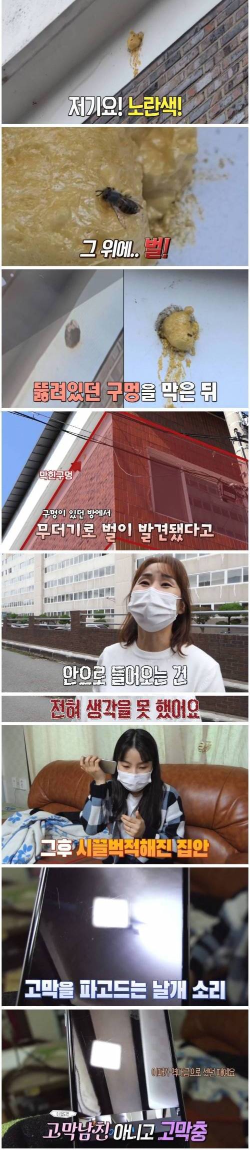 [스압] 꿀벌 사체가 매일 수백마리 발견되는 가정집.jpg