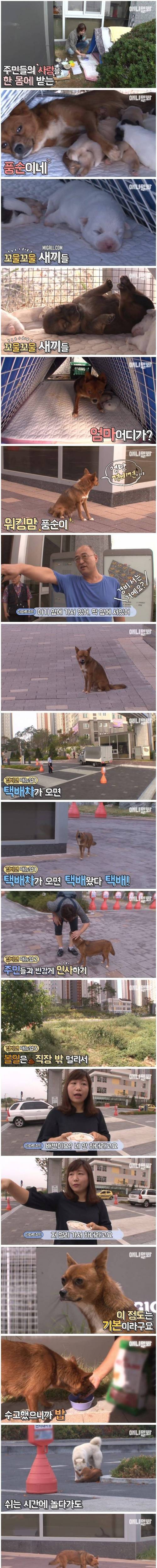 [스압] 아파트 경비견 풍순이의 하루.jpg