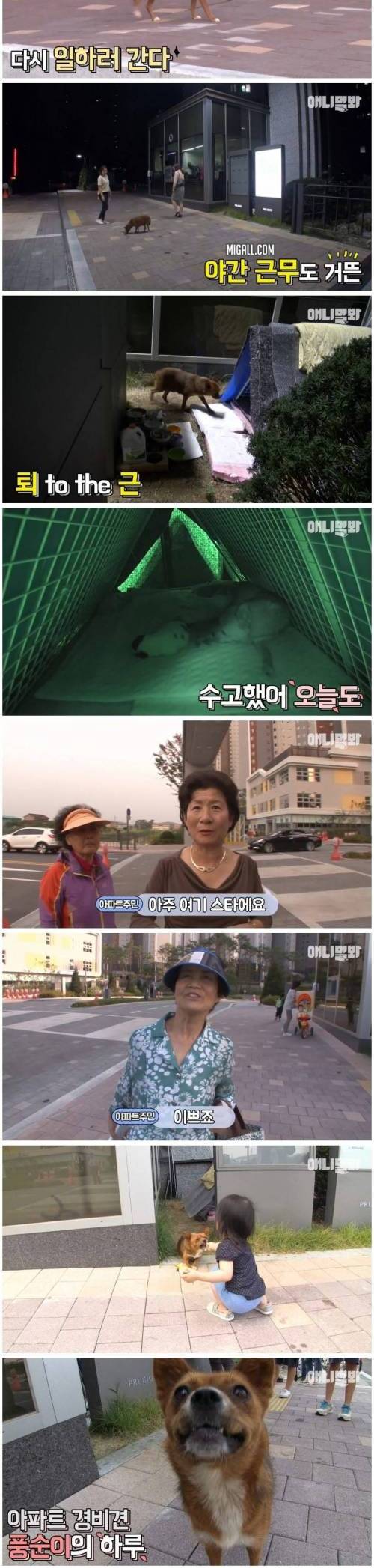 [스압] 아파트 경비견 풍순이의 하루.jpg
