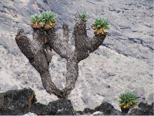킬리만자로 산의 거대 식물.jpg