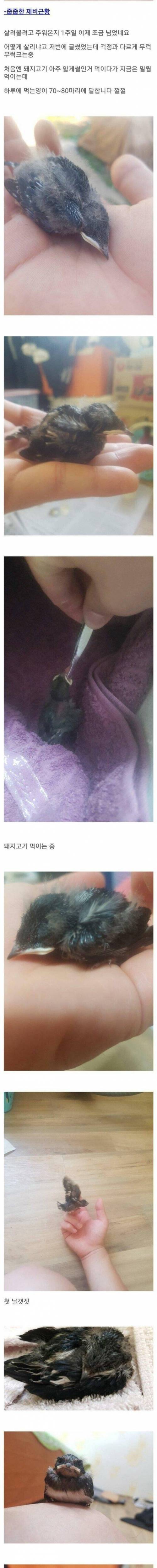 [스압] 새끼 제비 주운 디씨인