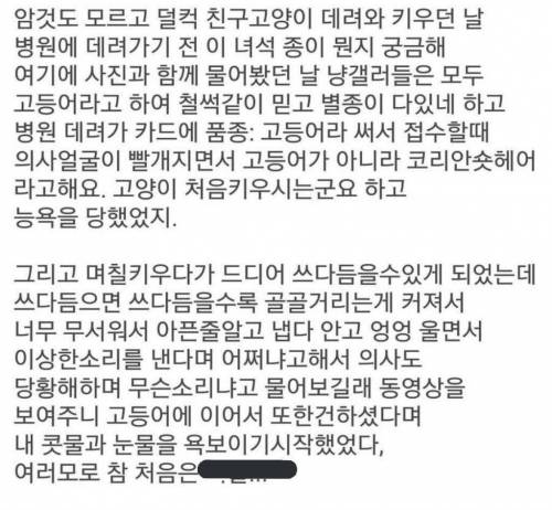 고양이 처음 키워보는 순수한 친구 썰