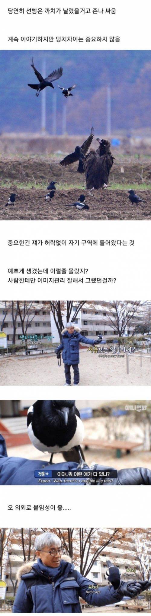 [스압] 조류계의 조폭.jpg