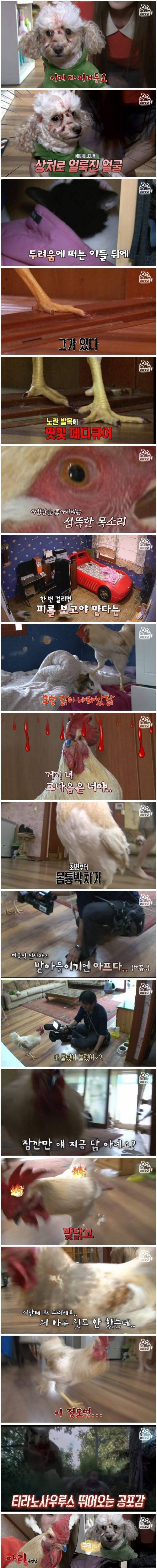 [스압] 학교 앞에서 파는 병아리가 갱수탉이 되면 생기는 일