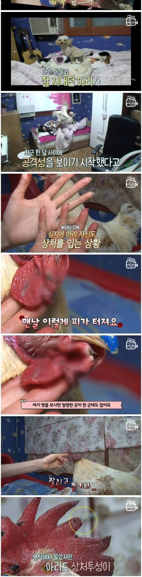 [스압] 학교 앞에서 파는 병아리가 갱수탉이 되면 생기는 일