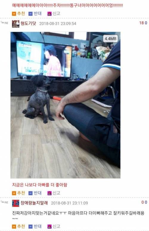 [스압] 천안 고속도로 유기푸들 오래된 후기.jpg