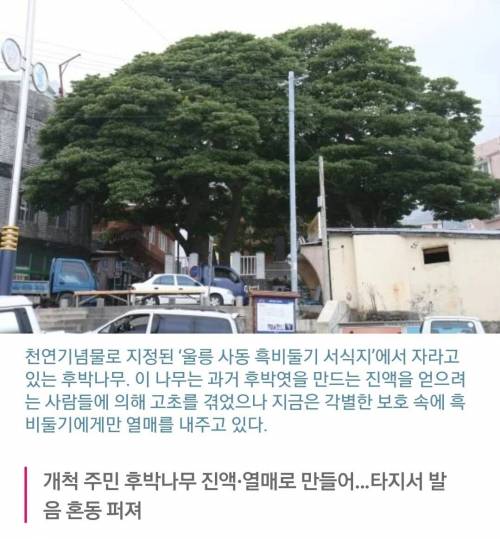 대한민국사람 99%는 모르는 울릉도 호박엿의 진실.jpg