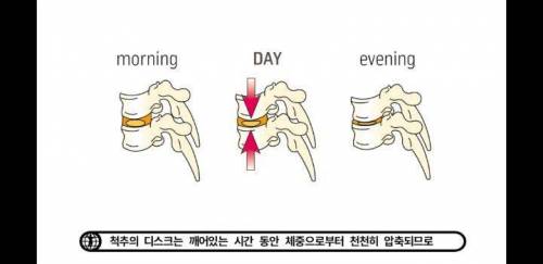 아침에 허리가 약해진듯한 느낌이 오는 이유.jpg