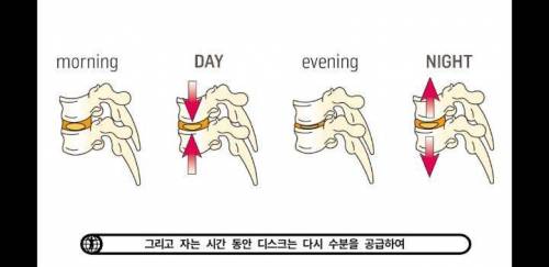 아침에 허리가 약해진듯한 느낌이 오는 이유.jpg