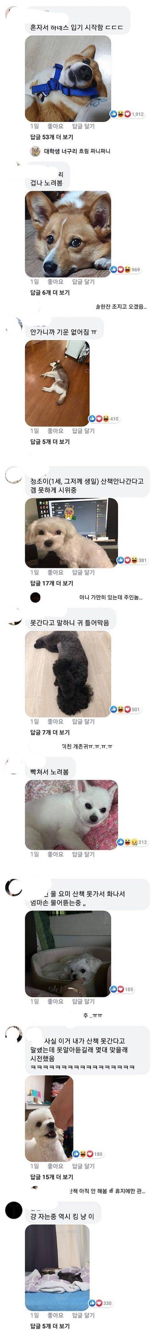 산책 못 간 댕댕이들.jpg
