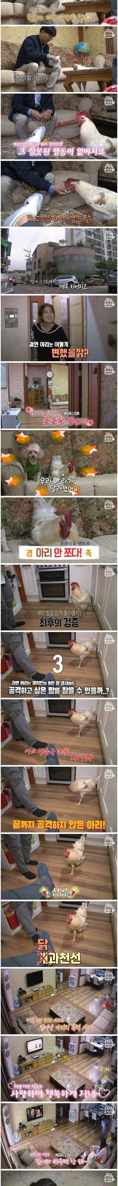 [스압] 학교 앞에서 파는 병아리가 갱수탉이 되면 생기는 일