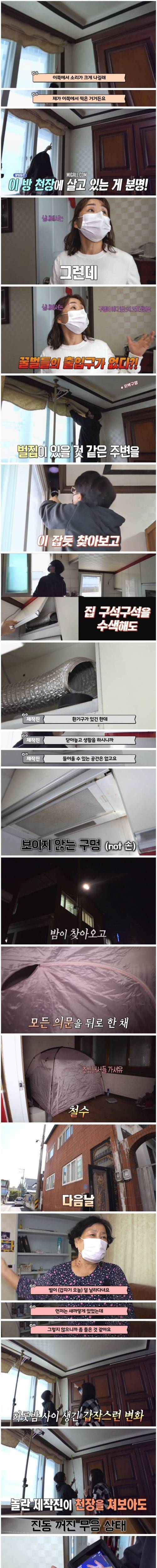 [스압] 꿀벌 사체가 매일 수백마리 발견되는 가정집.jpg