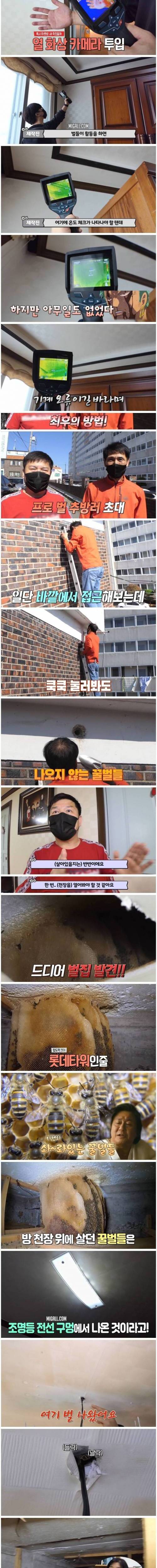 [스압] 꿀벌 사체가 매일 수백마리 발견되는 가정집.jpg