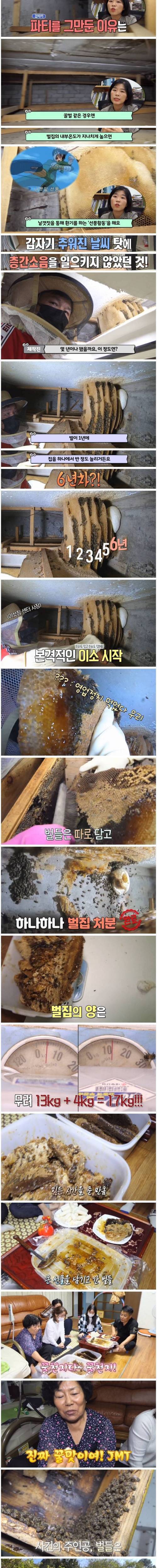 [스압] 꿀벌 사체가 매일 수백마리 발견되는 가정집.jpg