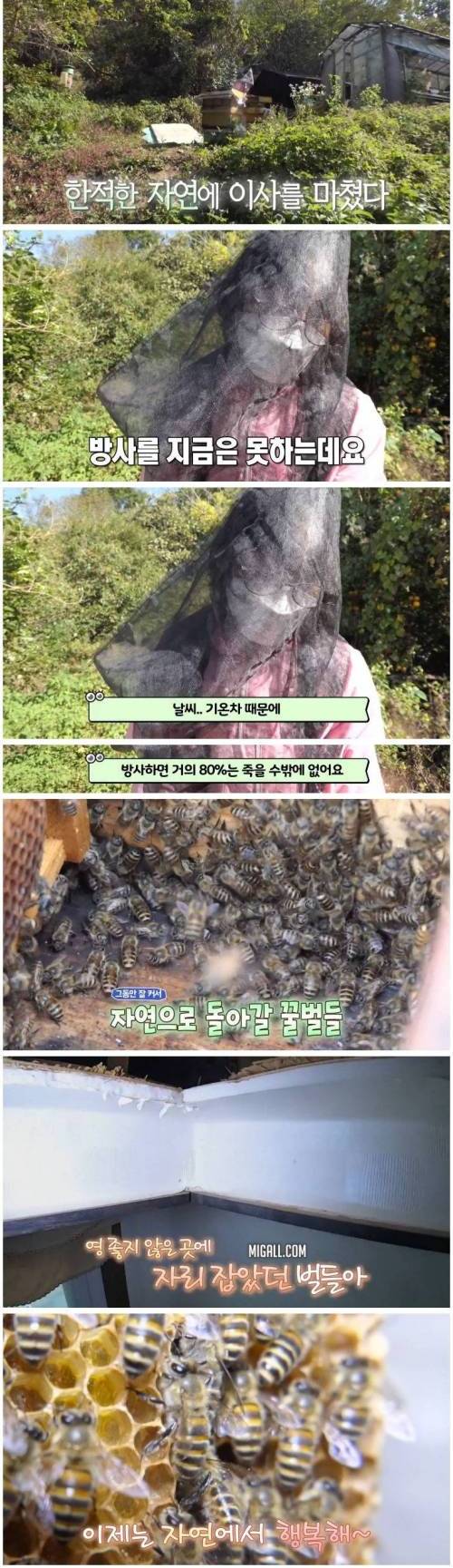 [스압] 꿀벌 사체가 매일 수백마리 발견되는 가정집.jpg