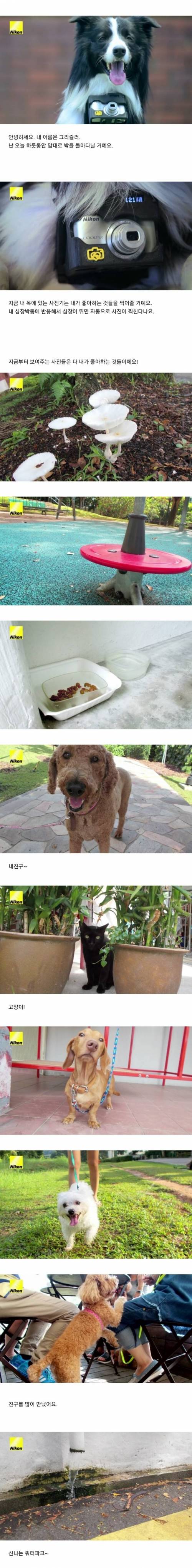 [스압] 강아지의 심장이 뛰면 사진이 찍히는 사진기.jpg