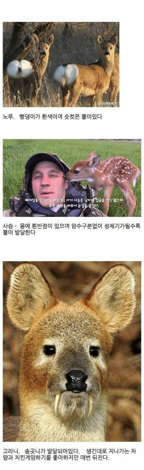 노루, 사슴, 고라니 구별.jpg
