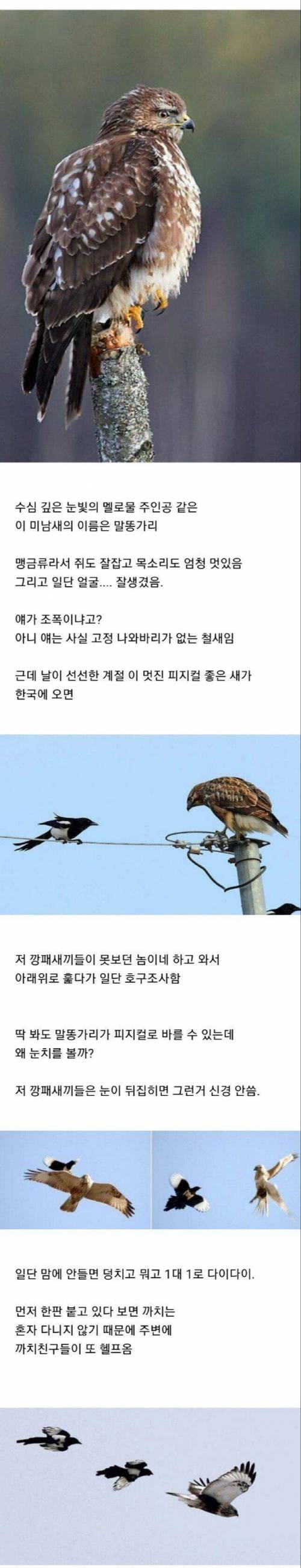 [스압] 조류계의 조폭.jpg