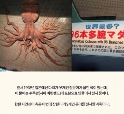 다리가 9개 달린 문어 잡혀 난리난 일본.jpg